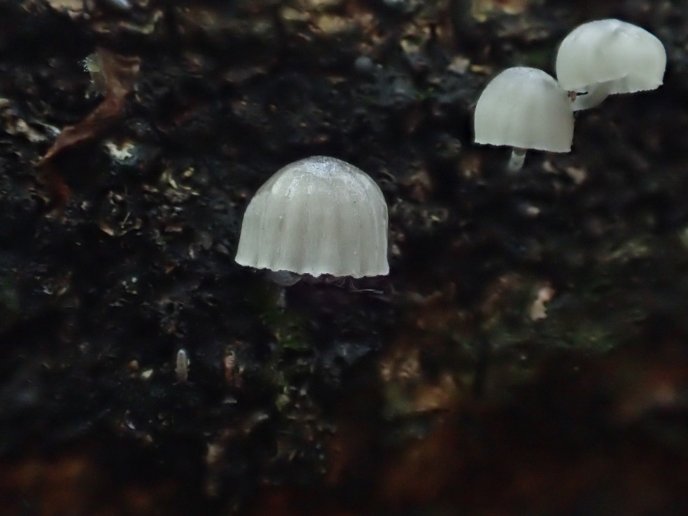 Photo © Sarah Ebdon Mycena pseudocorticola by Sarah Ebdon